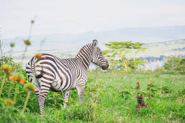 2 Days Lake Nakuru National Park Kenya Jeep Safaris Holiday Kenya