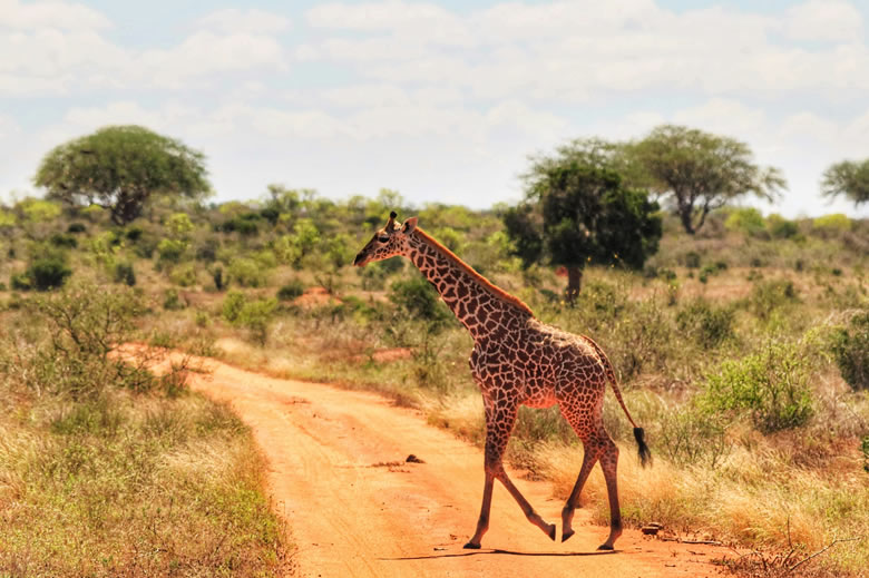 3 Days Tsavo East West And Amboseli National Park Kenya Jeep