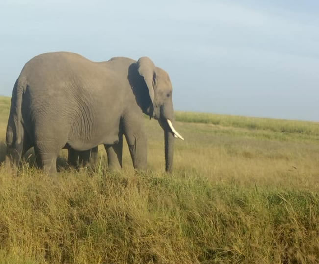 Two Days Amboseli Safari From Nairobi