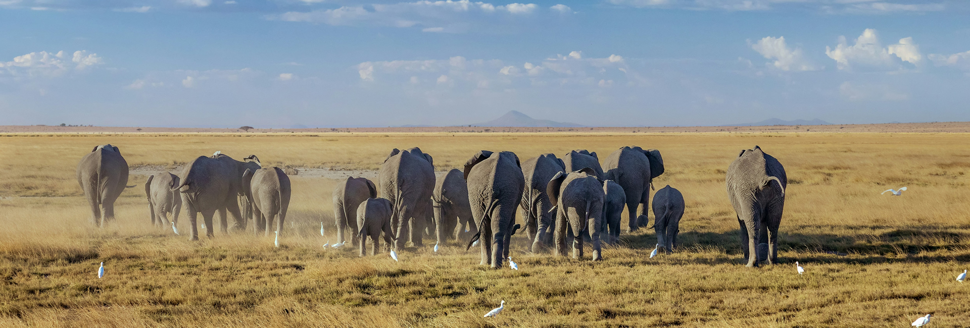 Amboseli elephants and Mount Kilimanjaro