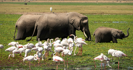 Amboseli Ngorongoro Serengeti Maasai Mara Safari