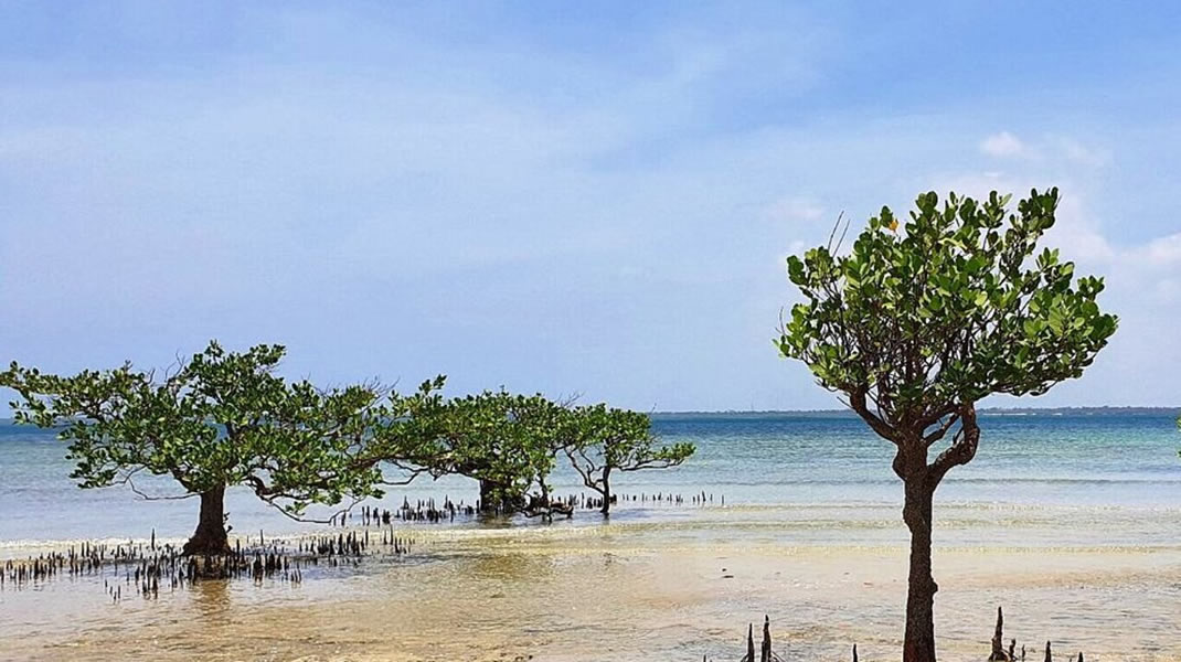 Mangrove trees standing in shallow water at Funzi Island