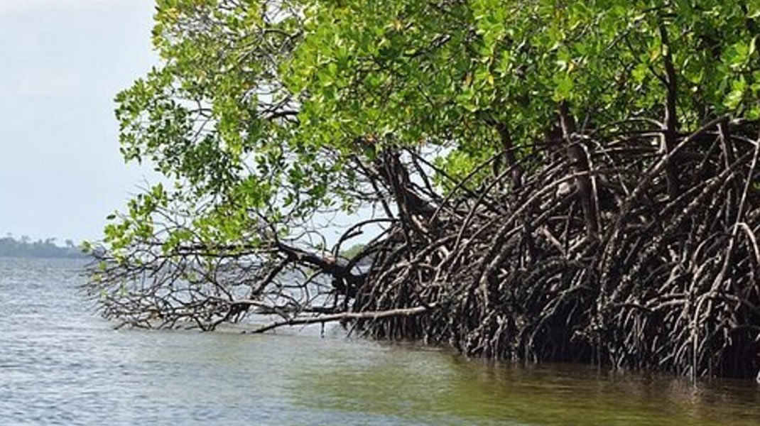 Dense mangrove roots along Funzi Island waterways