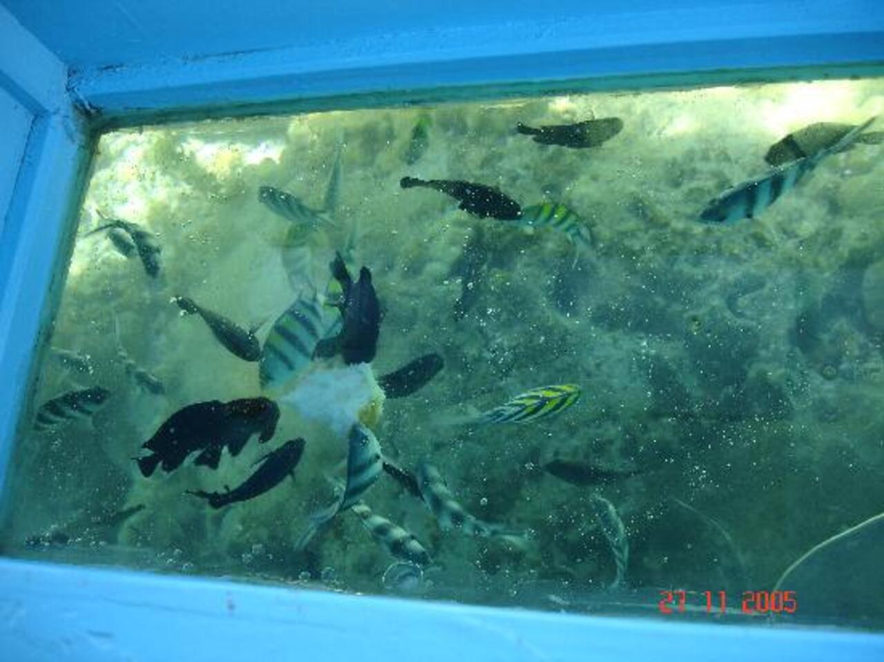 Fish visible through a glass bottom boat viewing panel