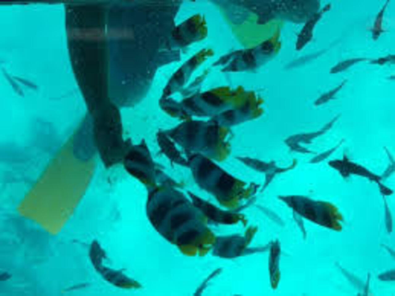 Tropical marine fish viewed on a glass boat excursion