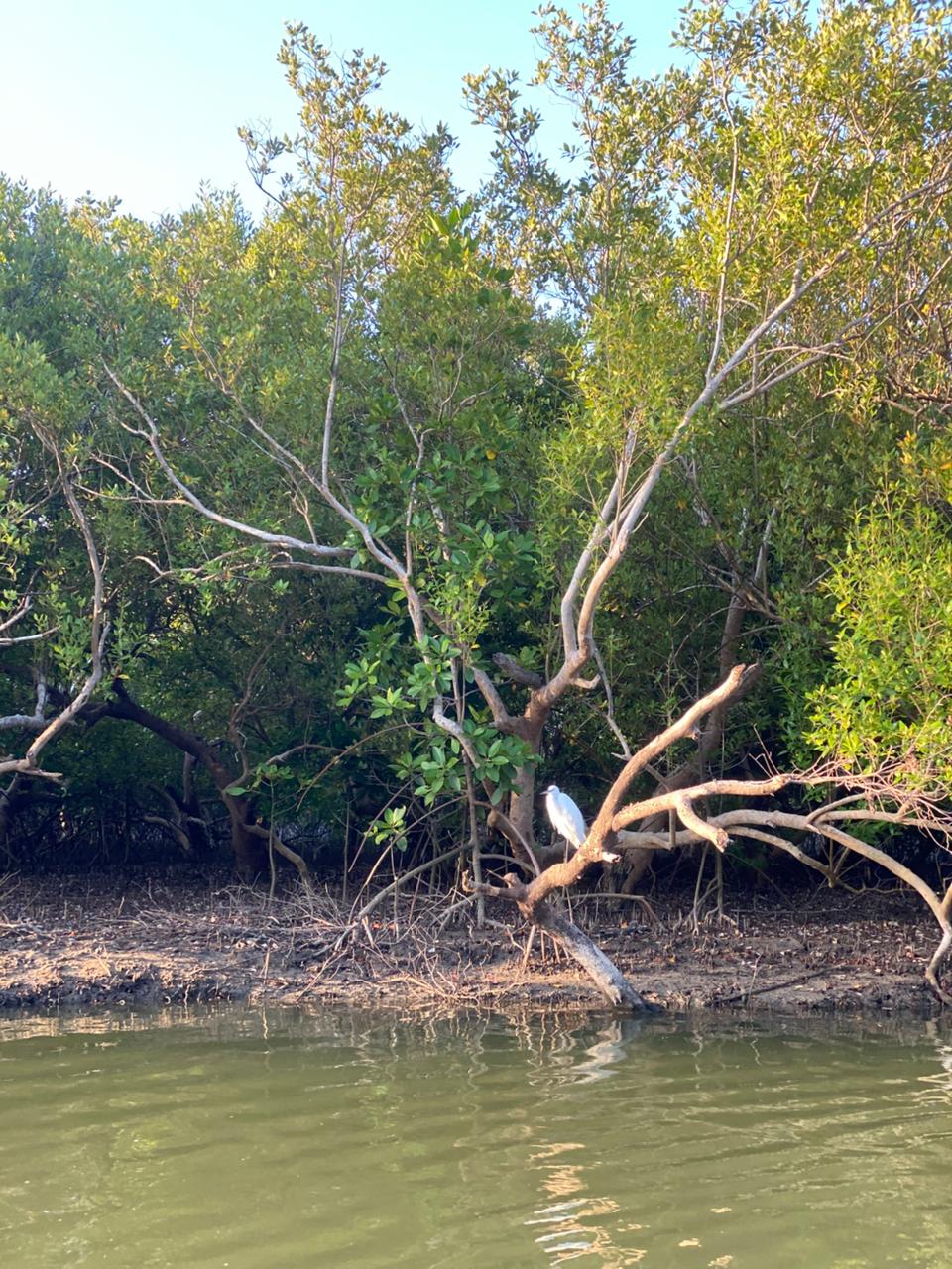 Mangroves and birdlife along Kongo River