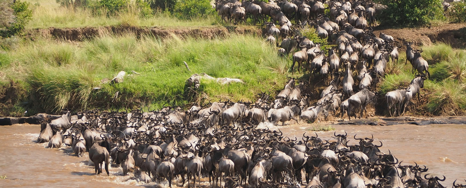 Maasai Mara