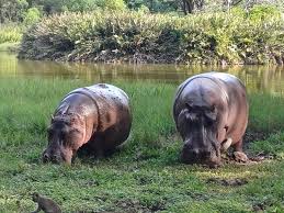 Mombasa City and Haller Park excursion