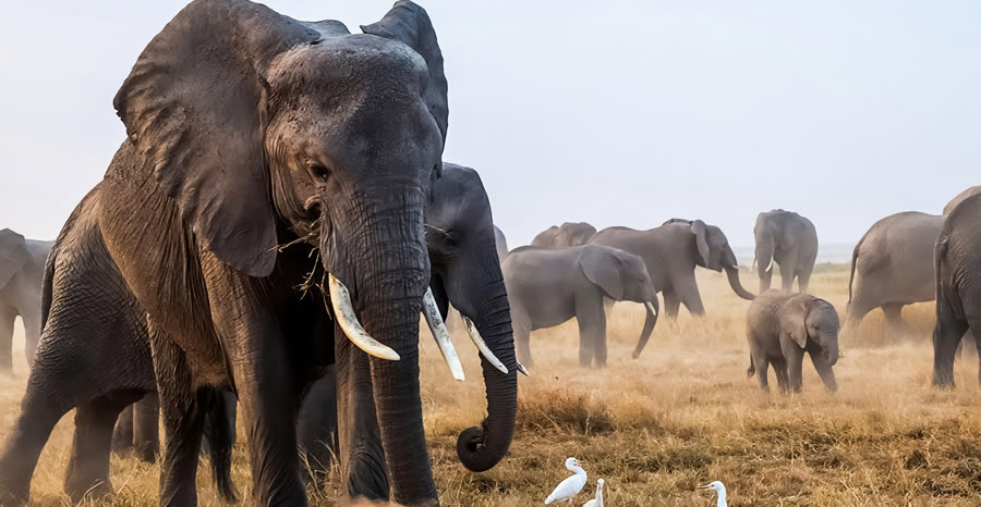 Amboseli