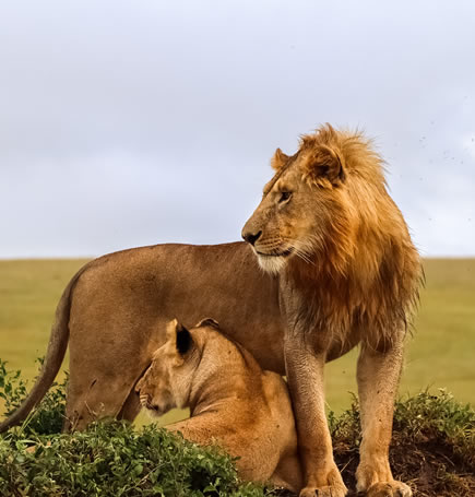 Serengeti