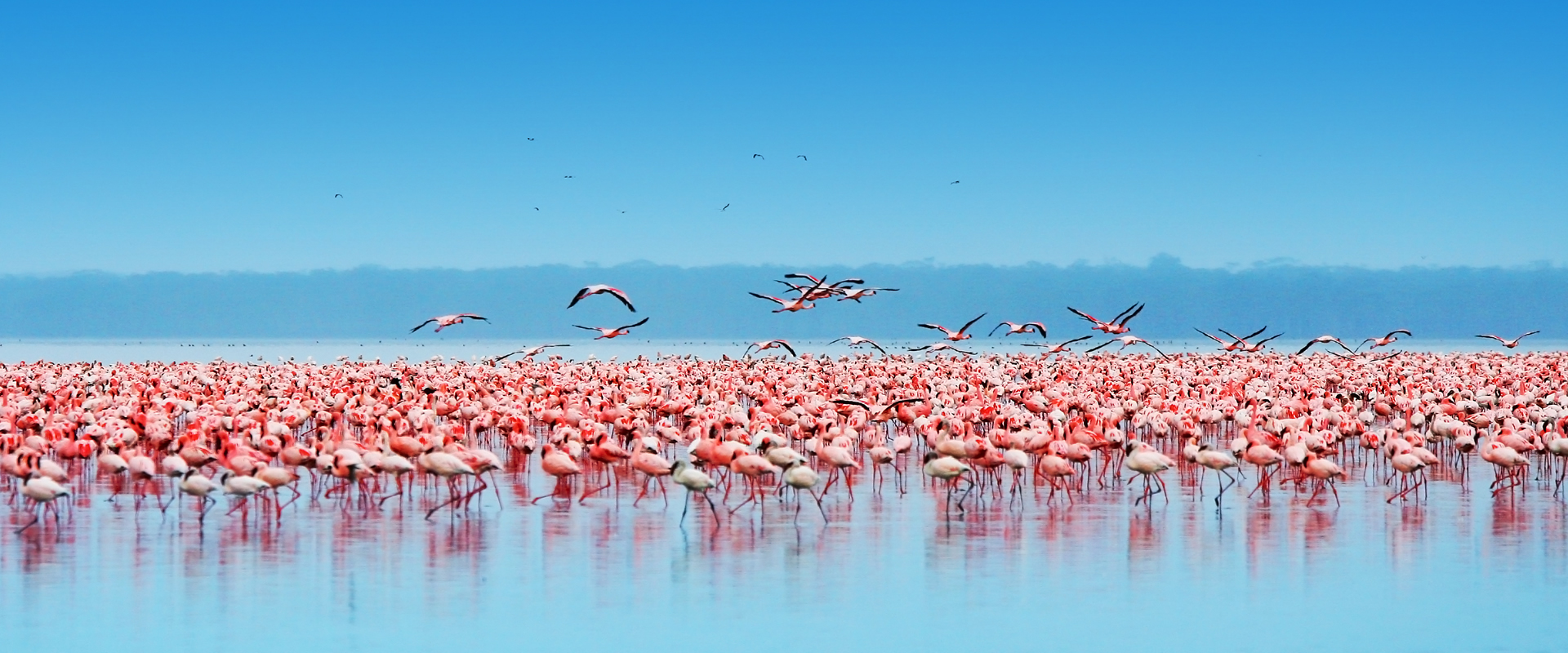 Lake Nakuru game drive