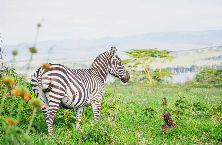 Lake Nakuru lakeshore