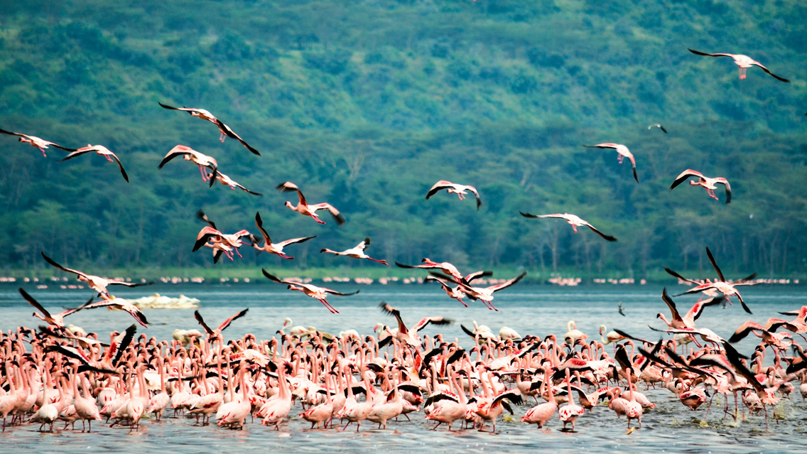 Lake Nakuru and Maasai Mara safari