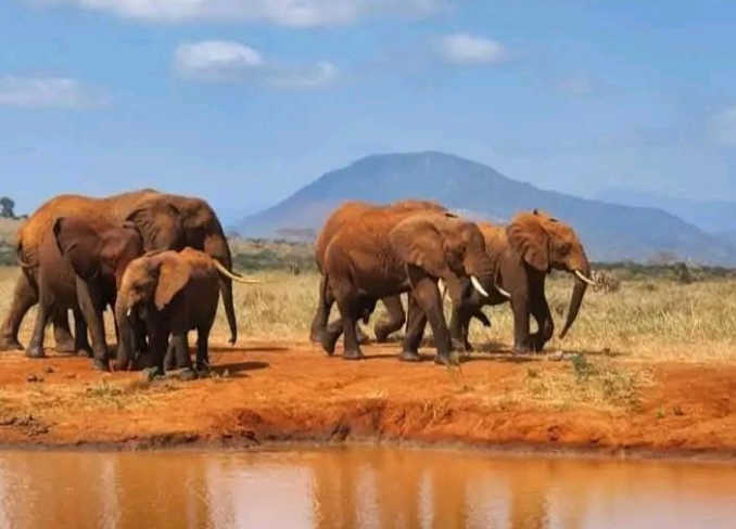 Road Safaris from Mombasa