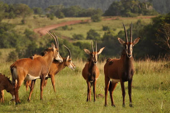 Sable antelope at Shimba Hills