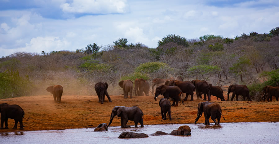 Two Days Tsavo East Safari