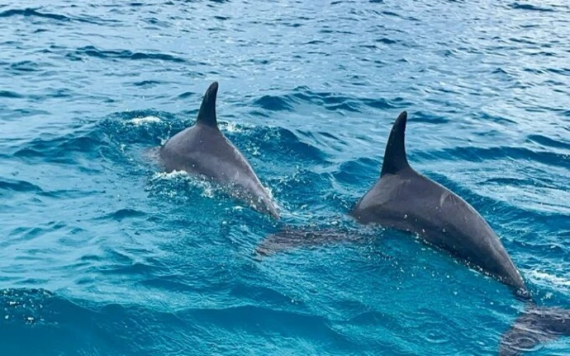 Wasini Island dhow Kisite dolphin itinerary