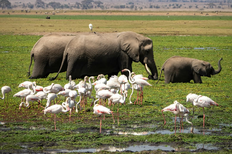 4 days Tsavo East, West and Amboseli National Parks – Kenya jeep ...