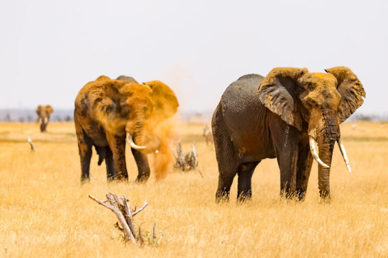 3 days Tsavo East West