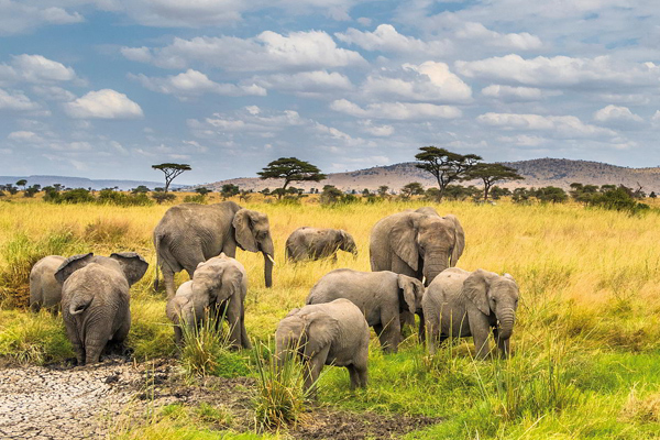 5 Day Tanzania Mid Range Safari