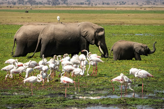 5 Days Tsavo East West Amboseli