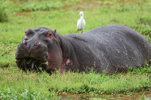 5 Days Tsavo East West Amboseli