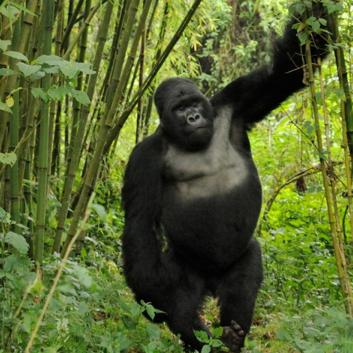 7 Days Rwanda Gorilla Trekking