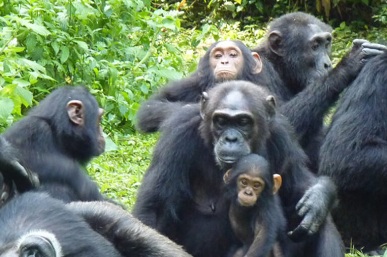 7 days uganda