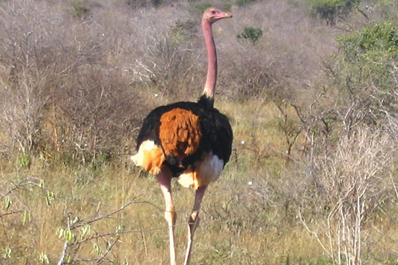 7 days_uganda