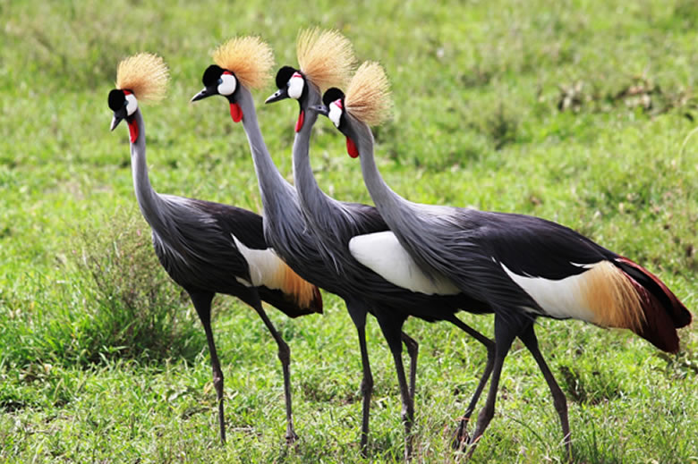 7 days_uganda_1