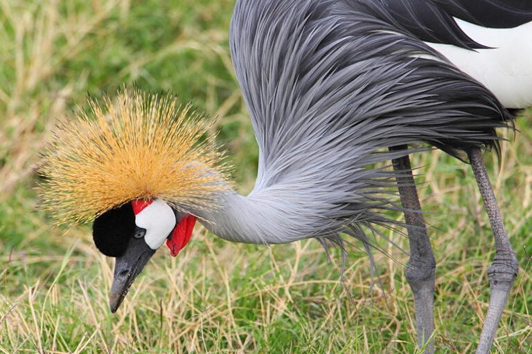 7 days_uganda_1_1