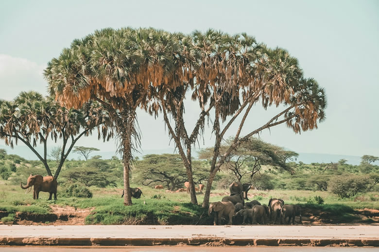 8 Days Safari To Amboseli, Samburu, Maasai Mara_2