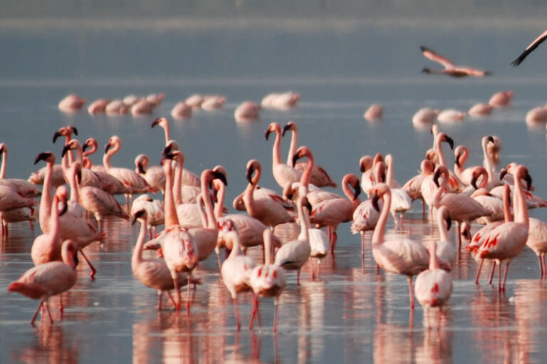 8 Days Safari To Amboseli, Samburu, Maasai Mara_4