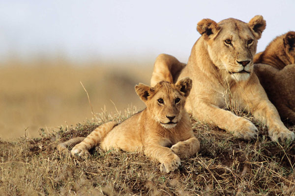 8 Days Tsavo East, Amboseli, Lake Naivasha, Lake Nakuru & Masai Mara Safari