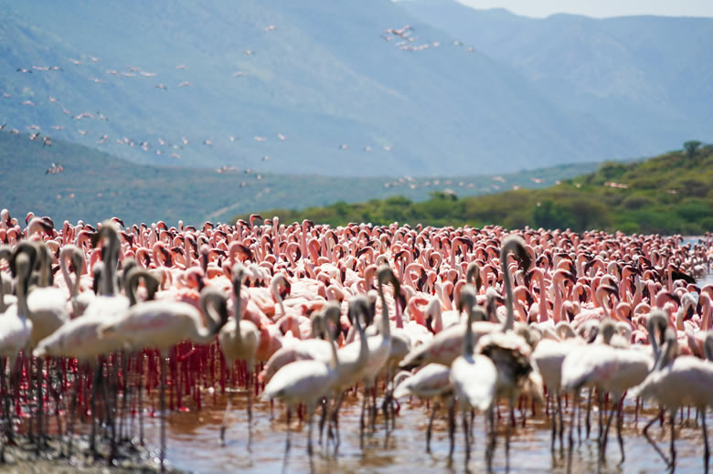 9 Days Amboseli, Lake Nakuru, Lake Bogoria, Masai Mara and Lake Naivasha Safari