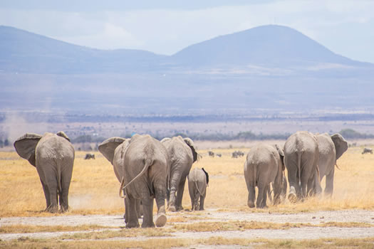 kilimanjaro secreats